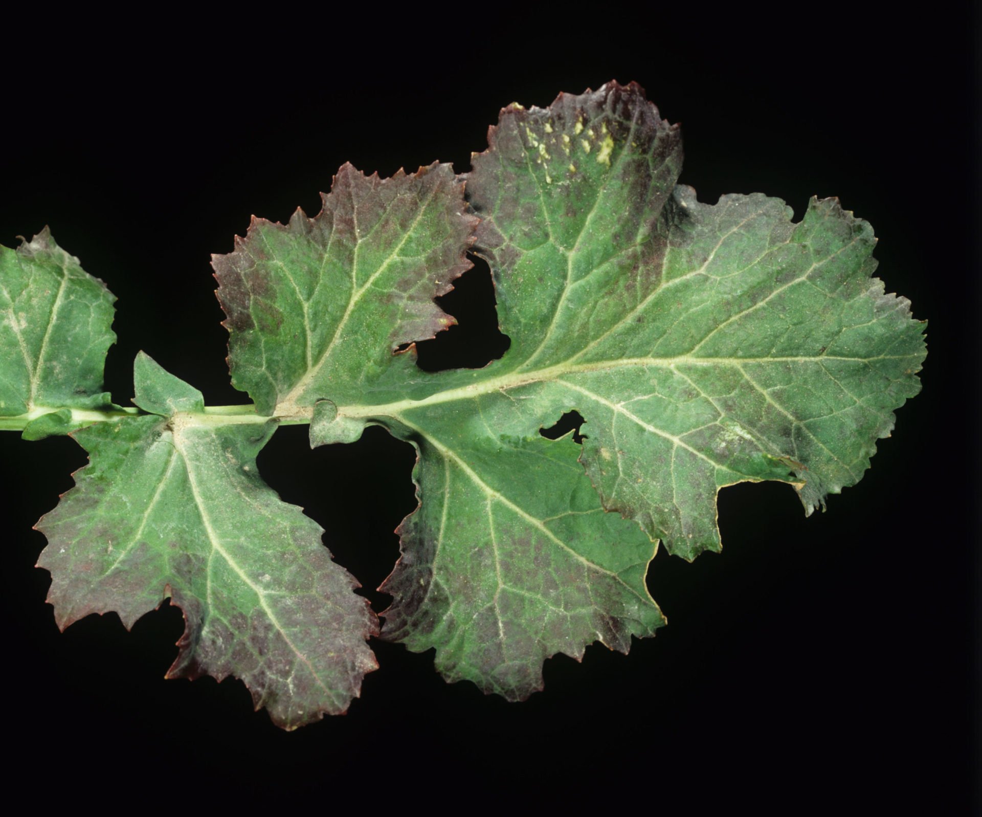 Deficiencia De Nutrientes Comunes En Las Plantas (I): Nitrógeno ...