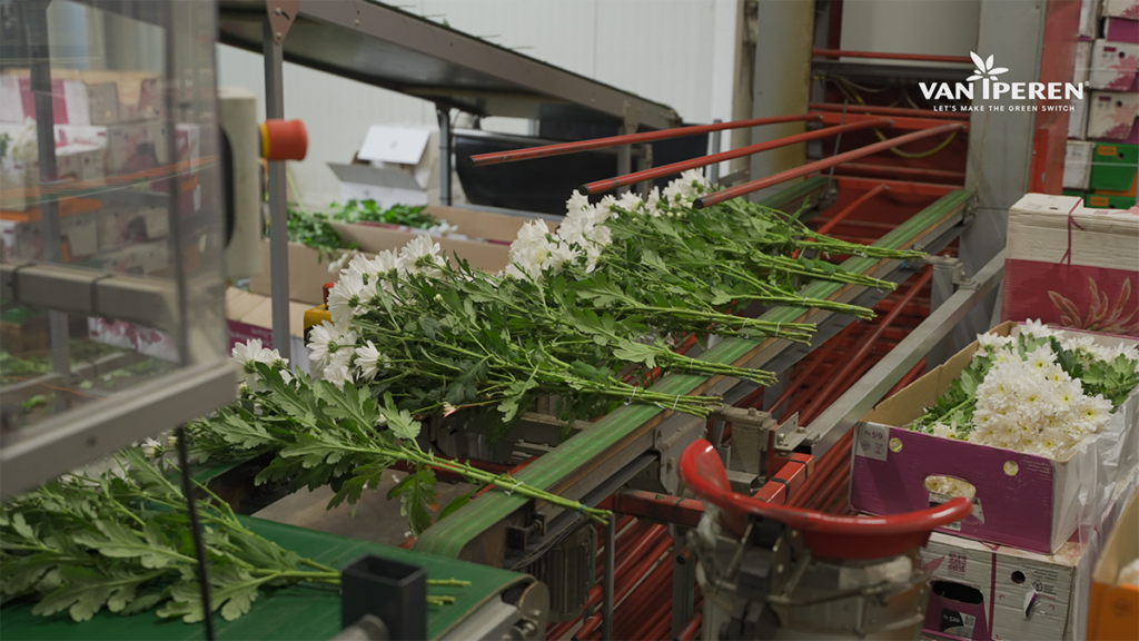 Detalle del proceso de manufacturación de crisantemos en Beyond Chrysant