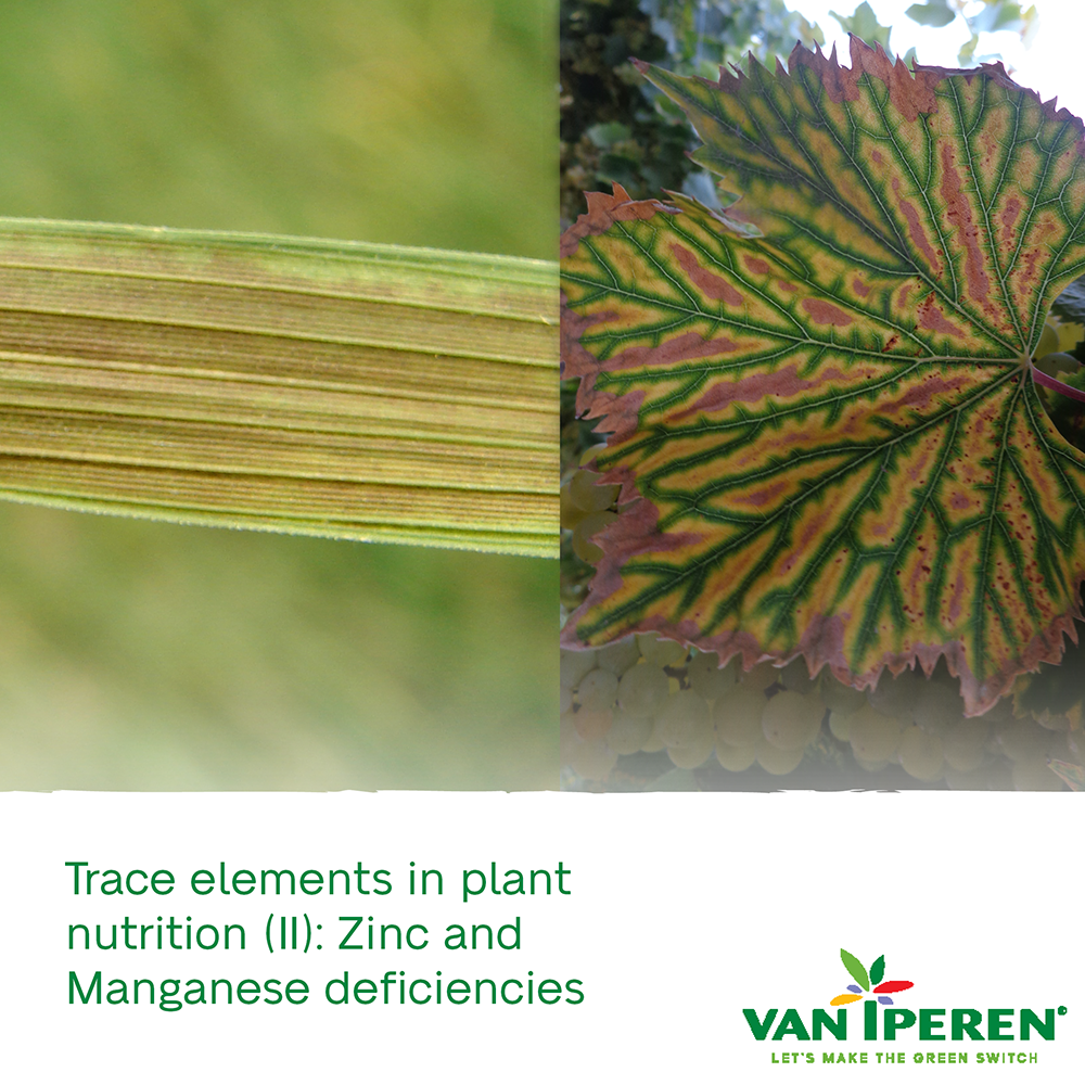 manganese deficiency in plants