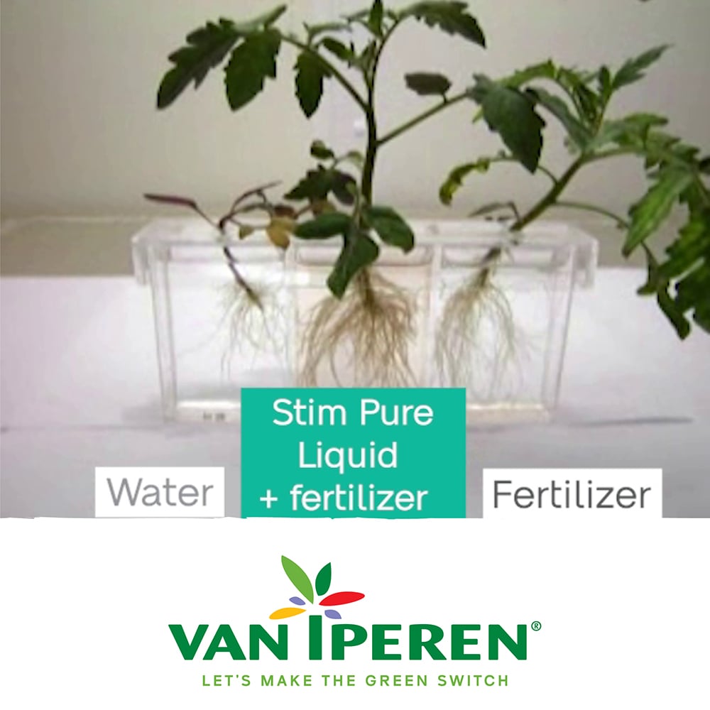 Stim Pure Liquid: Boosting Root Development with Ascophyllum Nodosum  Biostimulant - Van Iperen International