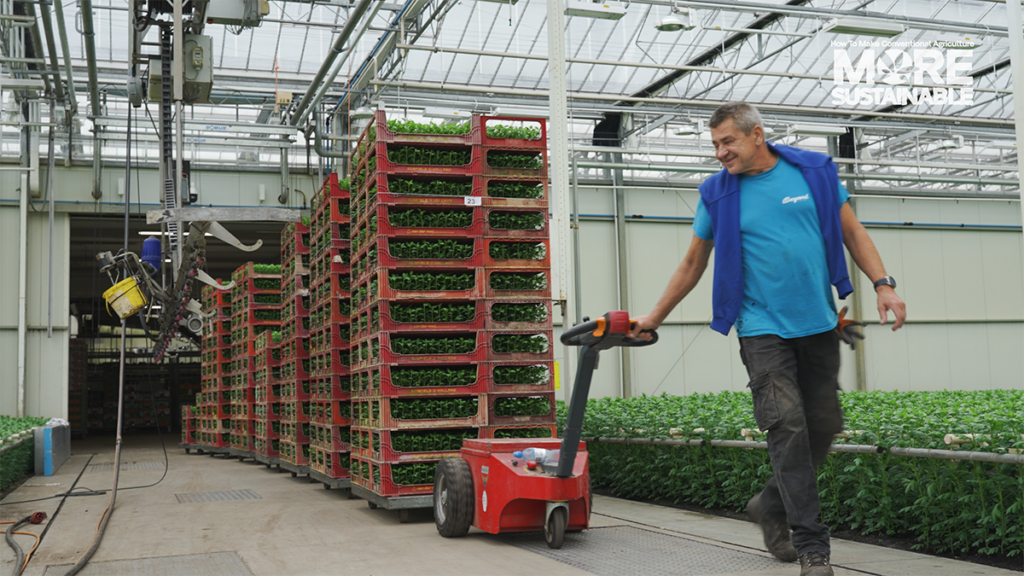 Beyond Chrysant worker pushes boxes of chrysanthemums in the greenhouse