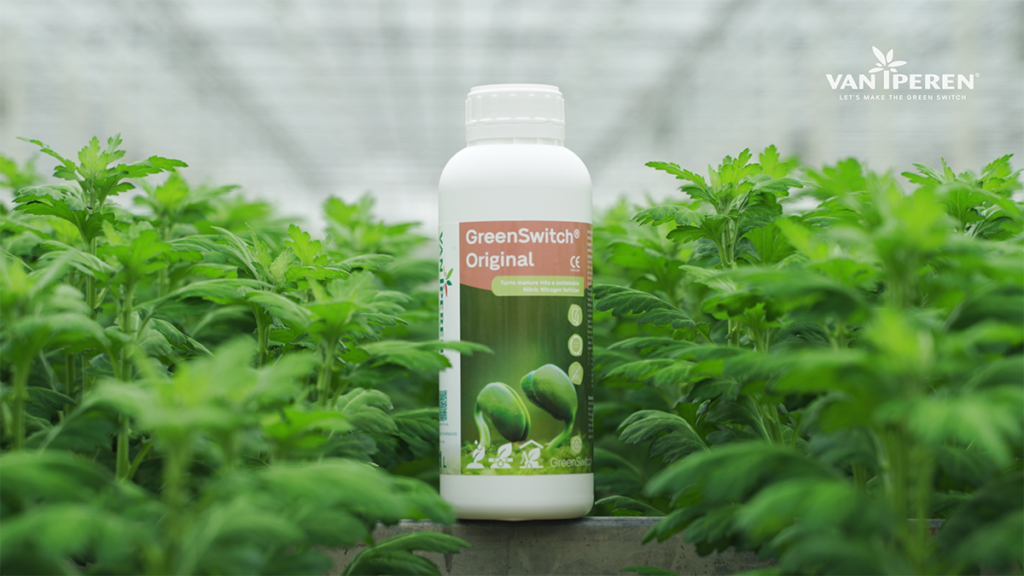 GreenSwitch Original, one of our circular fertilizers, in the greenhouse of Beyond Chrysant